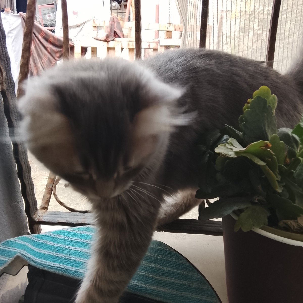 the muslim tweet media