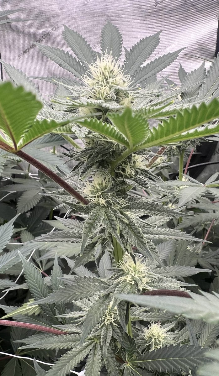 • Banzaï #14 ⛽️🍌 / Day 23 (F)

(Zaï Zaï x Banana Punch) - (REG) bred by Perfect Tree Seeds 🧬 

- puree heavy gas funk with a little bit creamy banana undertones, super unique smell and she is stacking absolutely insane with still 40 days to go 😳 bullish 🤞🔥 #couldbetheone 🌱