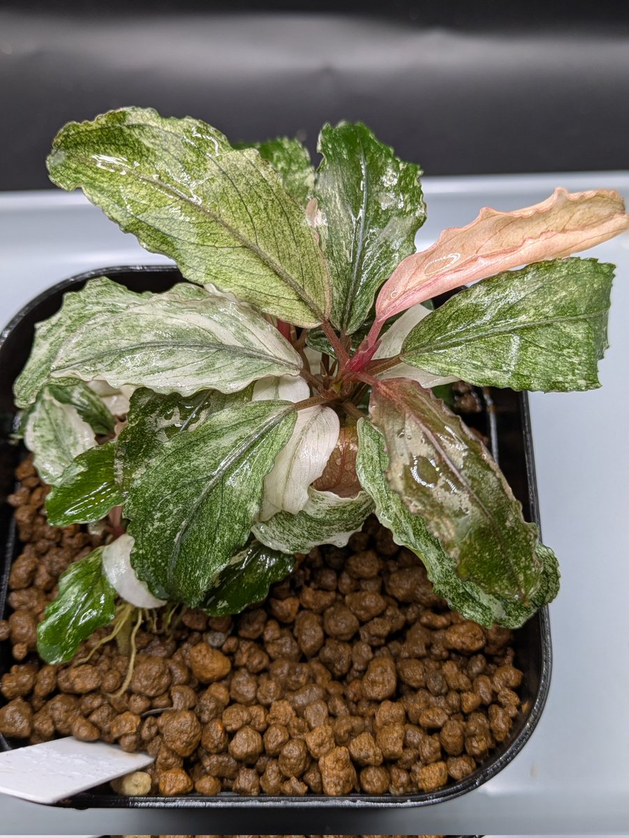 Kei@ (@keiponaQua) / Posts / X