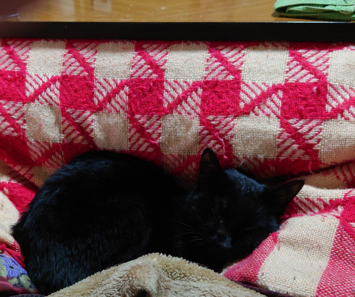 猫は結構鼻息荒い🐱😤
あと割と重い😇
#猫のいる生活