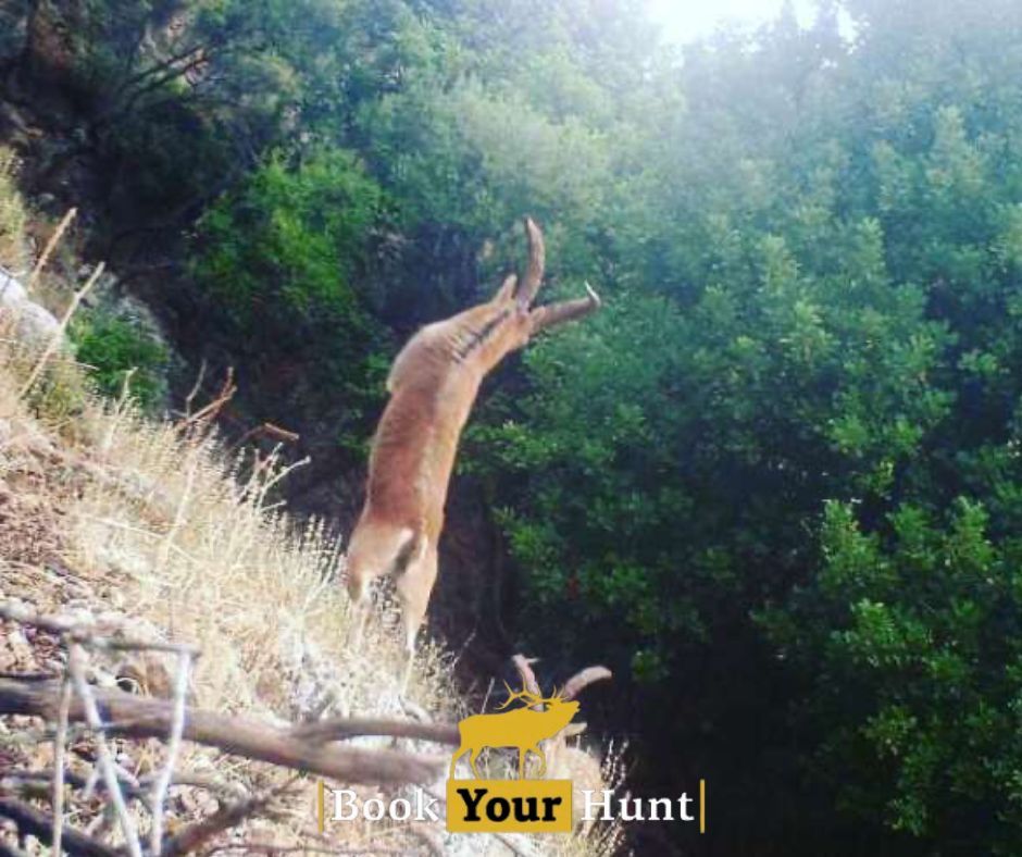 BookYourHunt tweet media