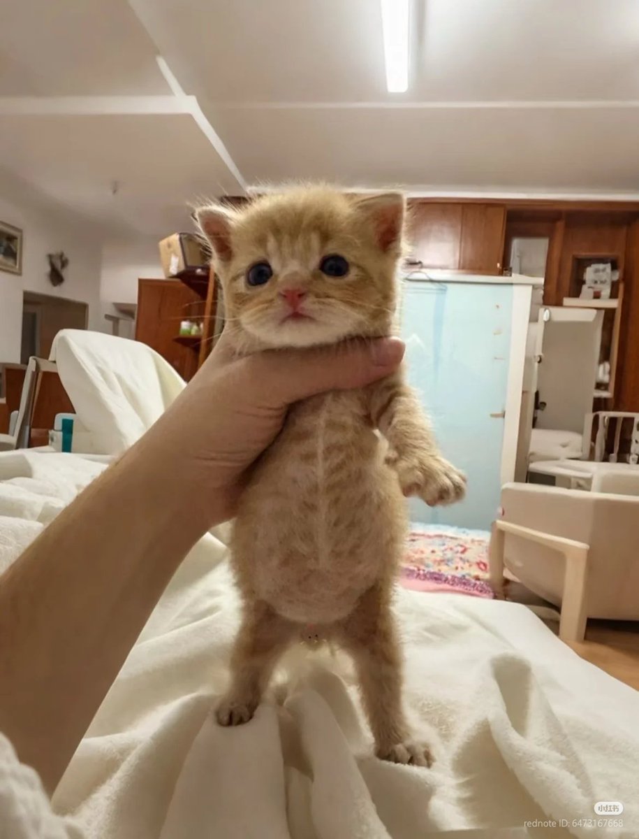 No Context Cats tweet media