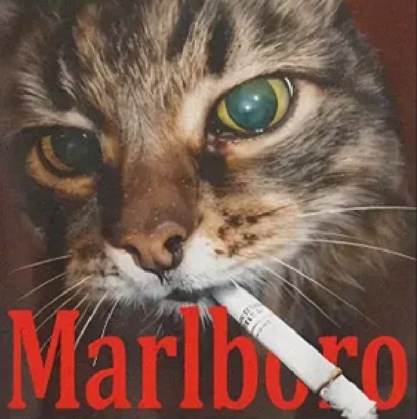 kosa12's tweet image. ͏

͏

͏

͏

͏

͏

͏

𝗘𝗿𝗿𝗼𝗿
Your account is currently locked due to several reports made on your account for being Cool as Fuck. For more information please contact X Support.

͏

͏

͏

͏

͏

͏

͏

͏

͏

͏

͏

͏

͏

͏

͏