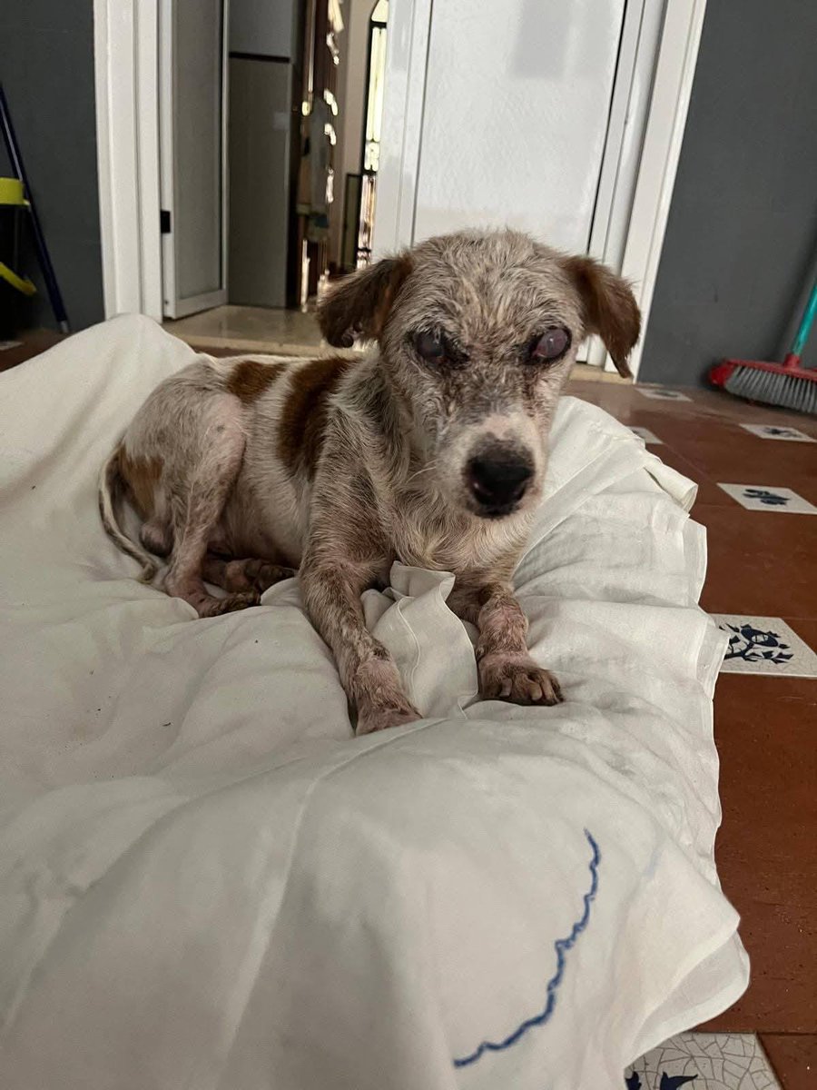 SosAbuelos1's tweet image. #CÓRDOBA
#LOLA &amp;amp; #CHEVALIER  son dos perritos mayores y con problemas de salud. En breve tendrán que ir al refugio a un chenil 😭  y no queremos que estén pasando frío en una jaula!

#Chevallier es #ciego y necesita medicación (la protectora asume el coste). 

A ambos les encanta