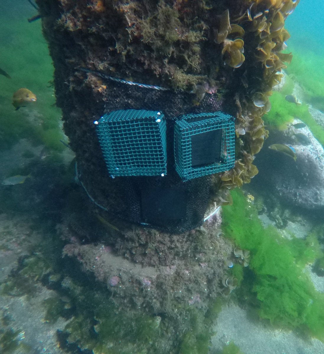 Facultad de Ciencias UCSC tweet media