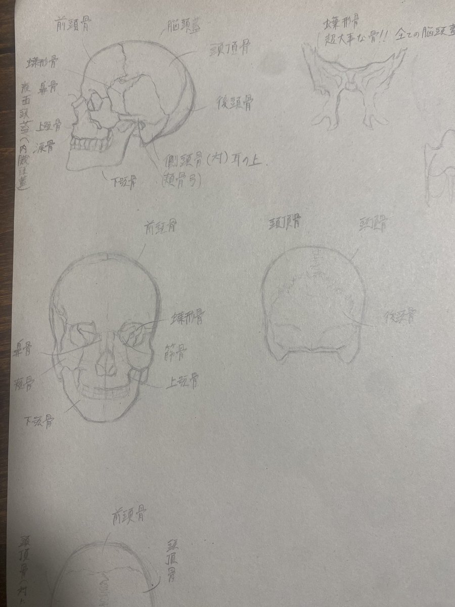 骨ってカッコいい
ハマりそう