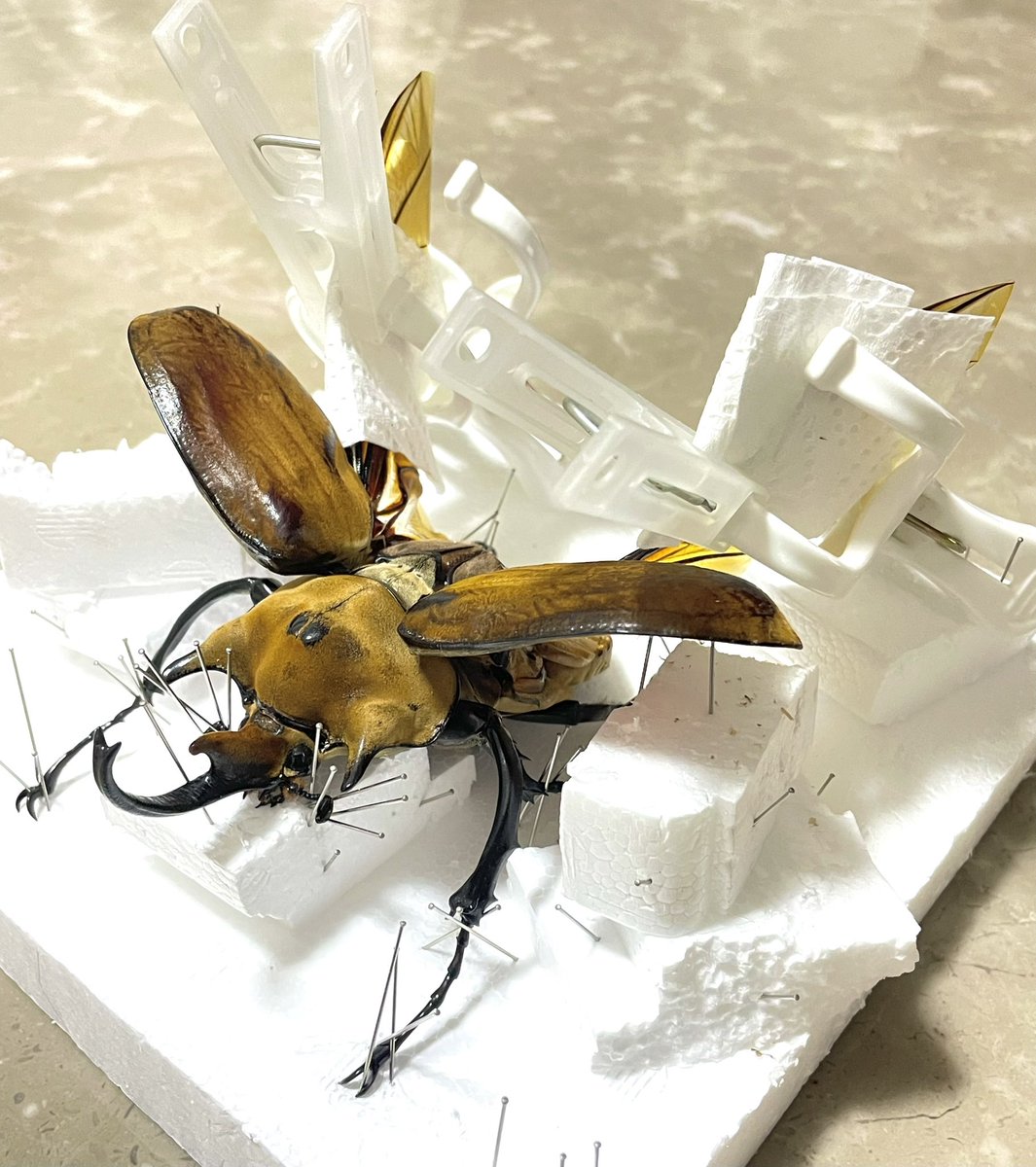 Apr12Naoya's tweet photo. 昨夏死んでしまったイイジマゾウカブトを標本にしました。今回は初めて羽を広げたものも作ってみました^_^
#エレファスゾウカブト #イイジマゾウカブト #昆虫標本 https://t.co/b33dApxok2