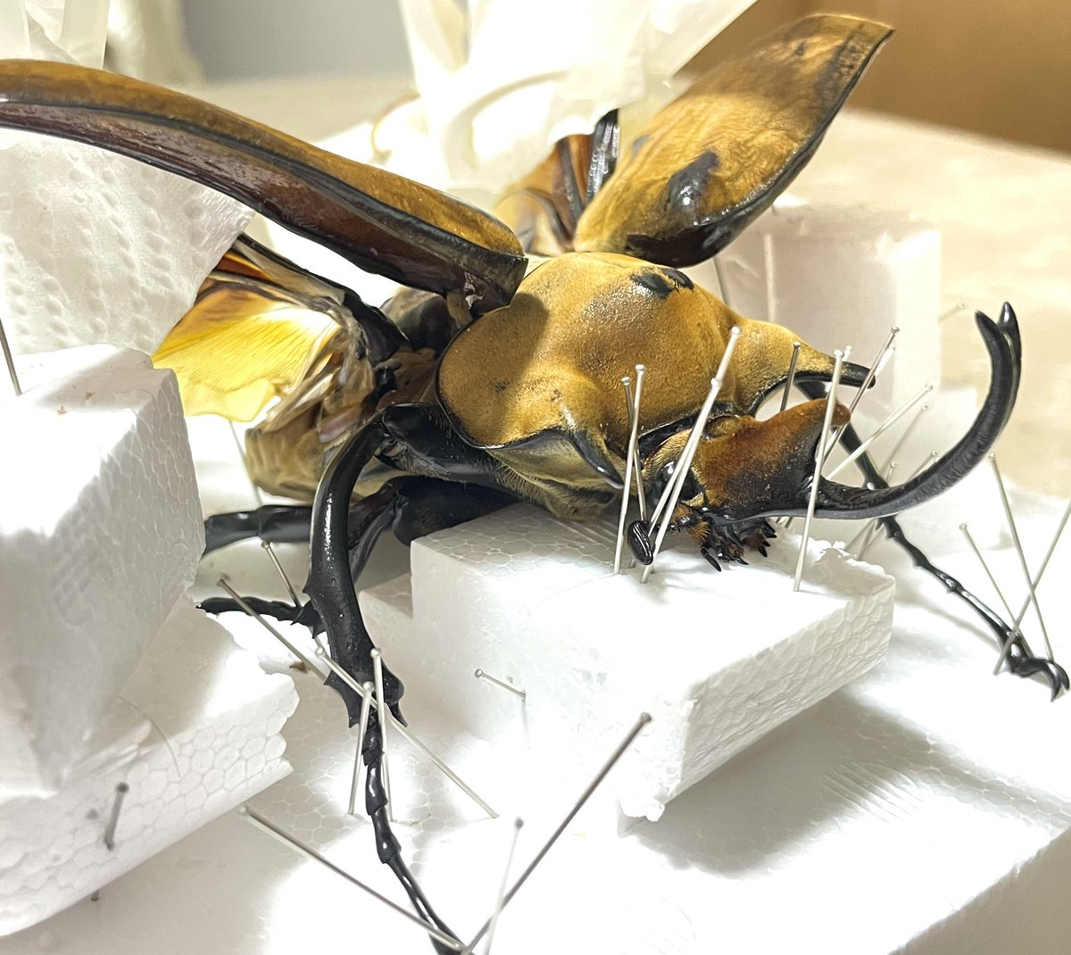 Apr12Naoya's tweet photo. 昨夏死んでしまったイイジマゾウカブトを標本にしました。今回は初めて羽を広げたものも作ってみました^_^
#エレファスゾウカブト #イイジマゾウカブト #昆虫標本 https://t.co/b33dApxok2