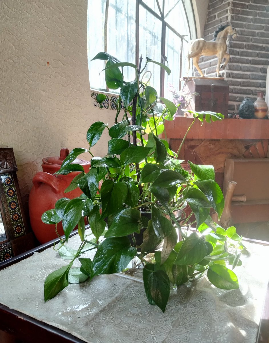 otsor's tweet image. Esta belleza no deja de crecer ❤