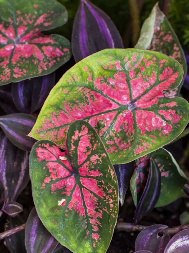 Found this pattern during my walk through the trail. It stood out because of its consistency and balance. I picked it since patterns like this show how structure gives clarity over time.
<a href="/DataHaven_xyz/">DataHaven 🫎</a>