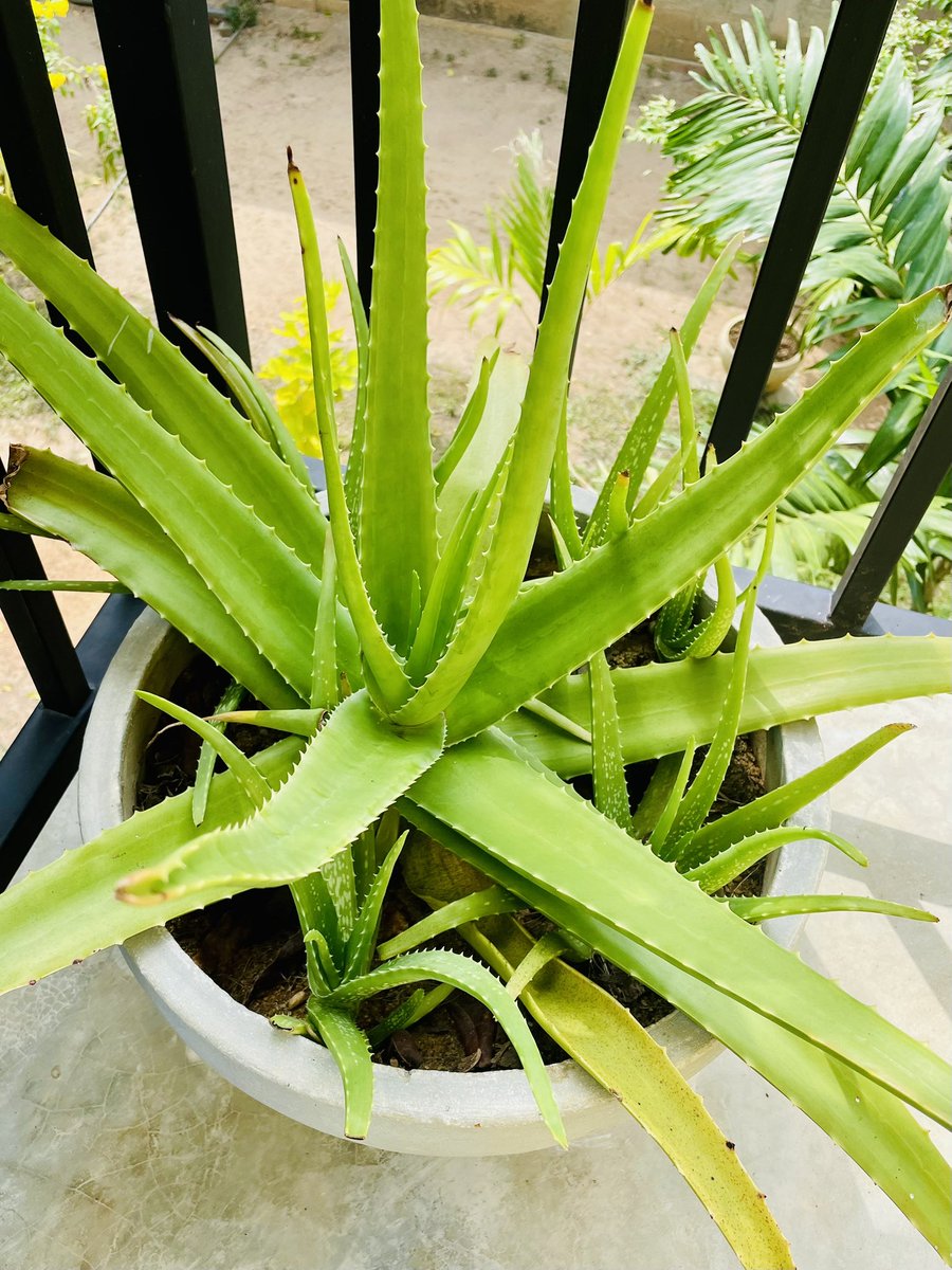 Fresh aloe, pure wellness 🍃✨🌿

✔ Improves digestion
✔ Cleans liver
✔ Helps skin glow
✔ Reduces acidity
✔ Boosts immunity

Hydrate !! Heal !! Glow !!