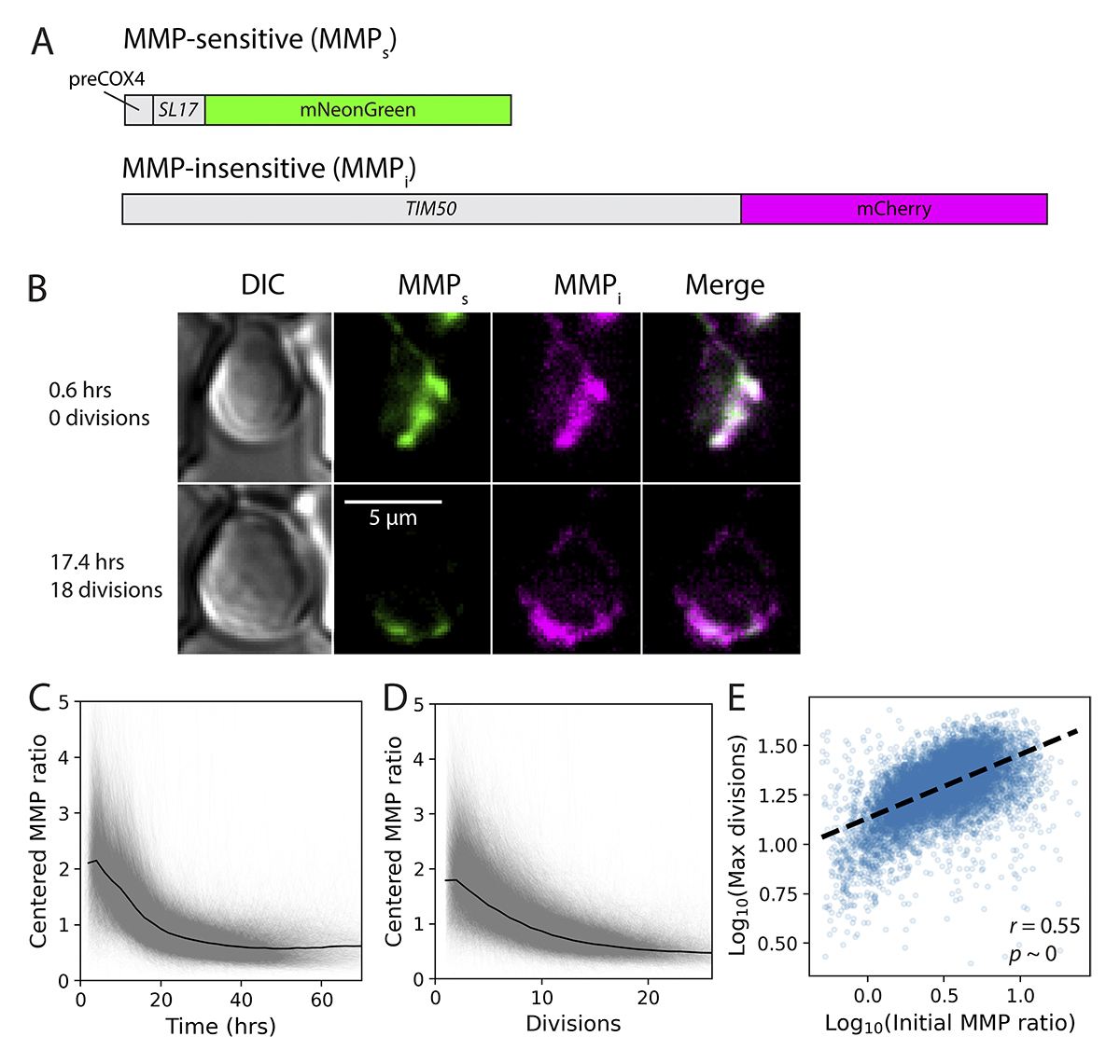 JCellBiol's tweet image. In a screen to identify mutants that delay the decline in #mitochondria function with #aging, Waite et al. discover that potassium, the most abundant cation in cells, modulates mitochondrial membrane potential—a functional hallmark of mitochondrial health. hubs.la/Q03-BLpg0