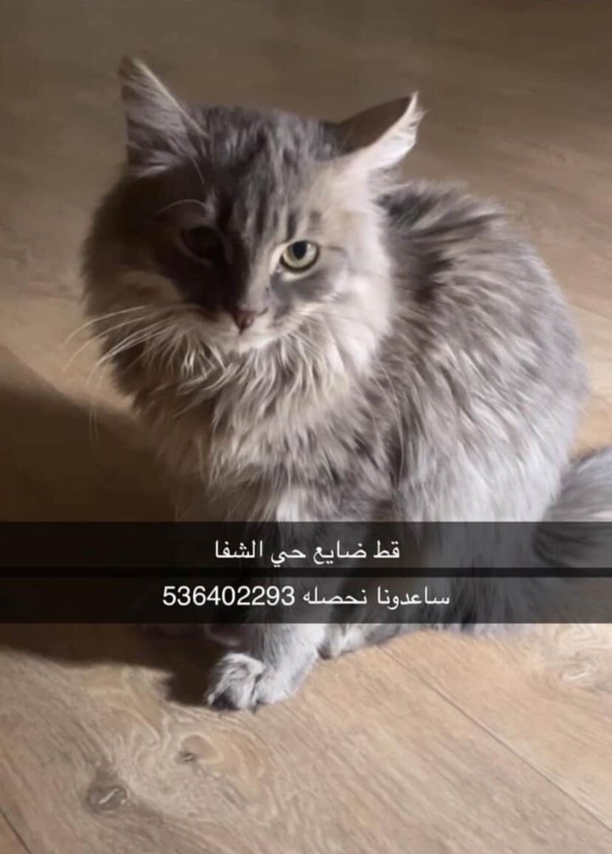 callmerwfy's tweet photo. قط ضايع ب عقلة الصقور ب حي الشفاء الي يلقاه يتواصل مع هالرقم :536402293 https://t.co/Z8JF1tfAT3