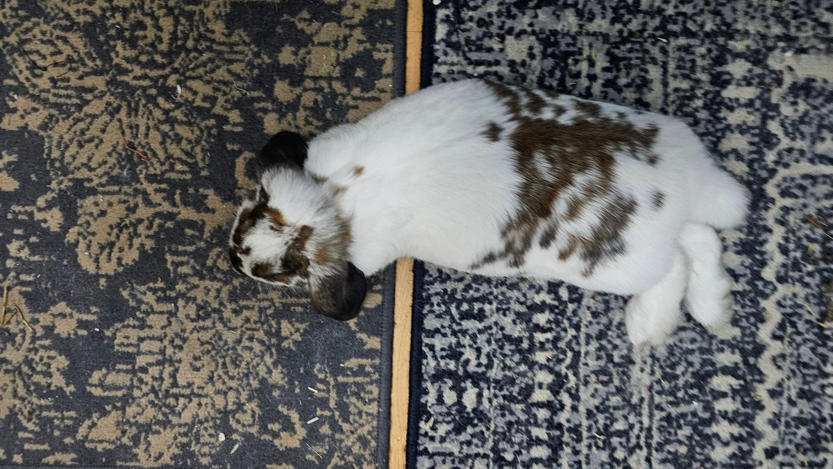 Soy una alfombra con manchas
🐇⭐️
I am a rug with spots
#rabbit #bunny #conejo  #うさぎ #coelho #cute #alfajor
