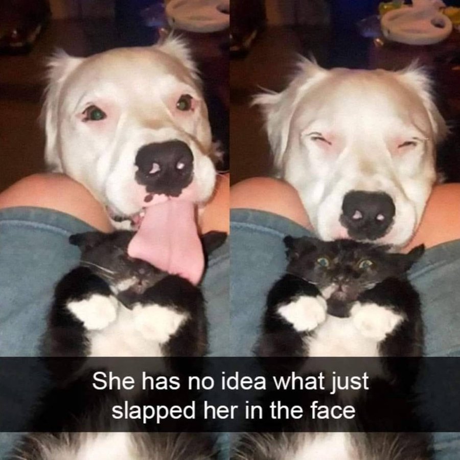 PunchingCat's tweet image. 