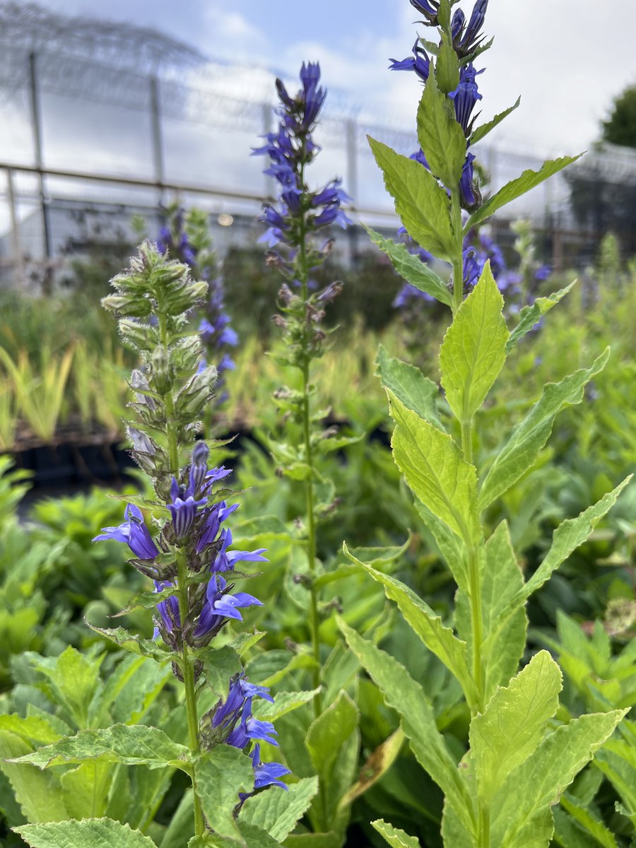 MDSeaGrant tweet media