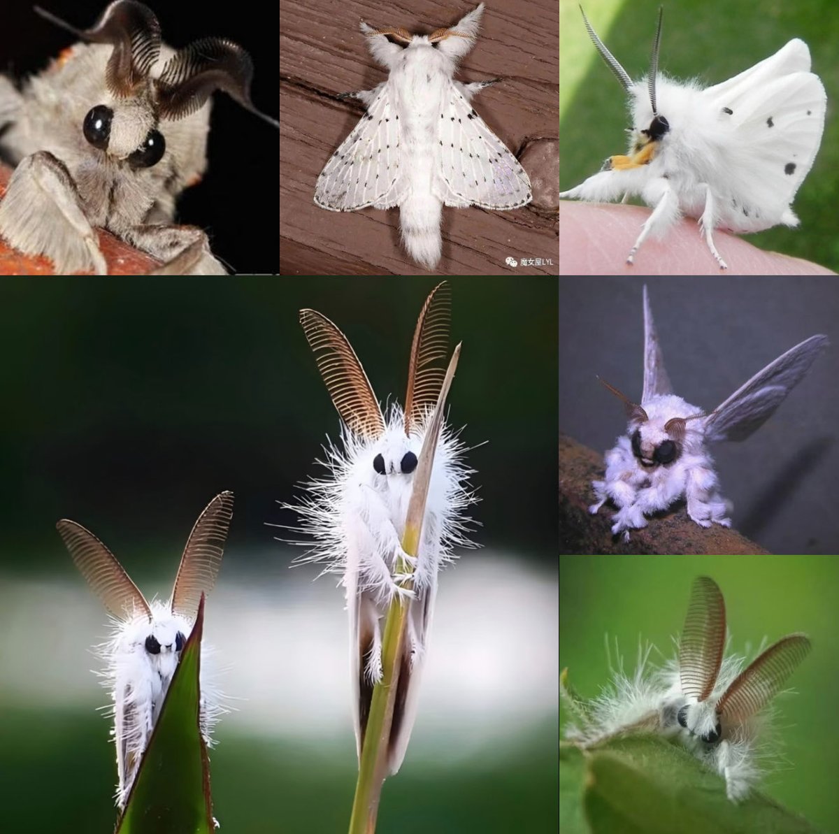 6 fluffy moths you might love 🤍