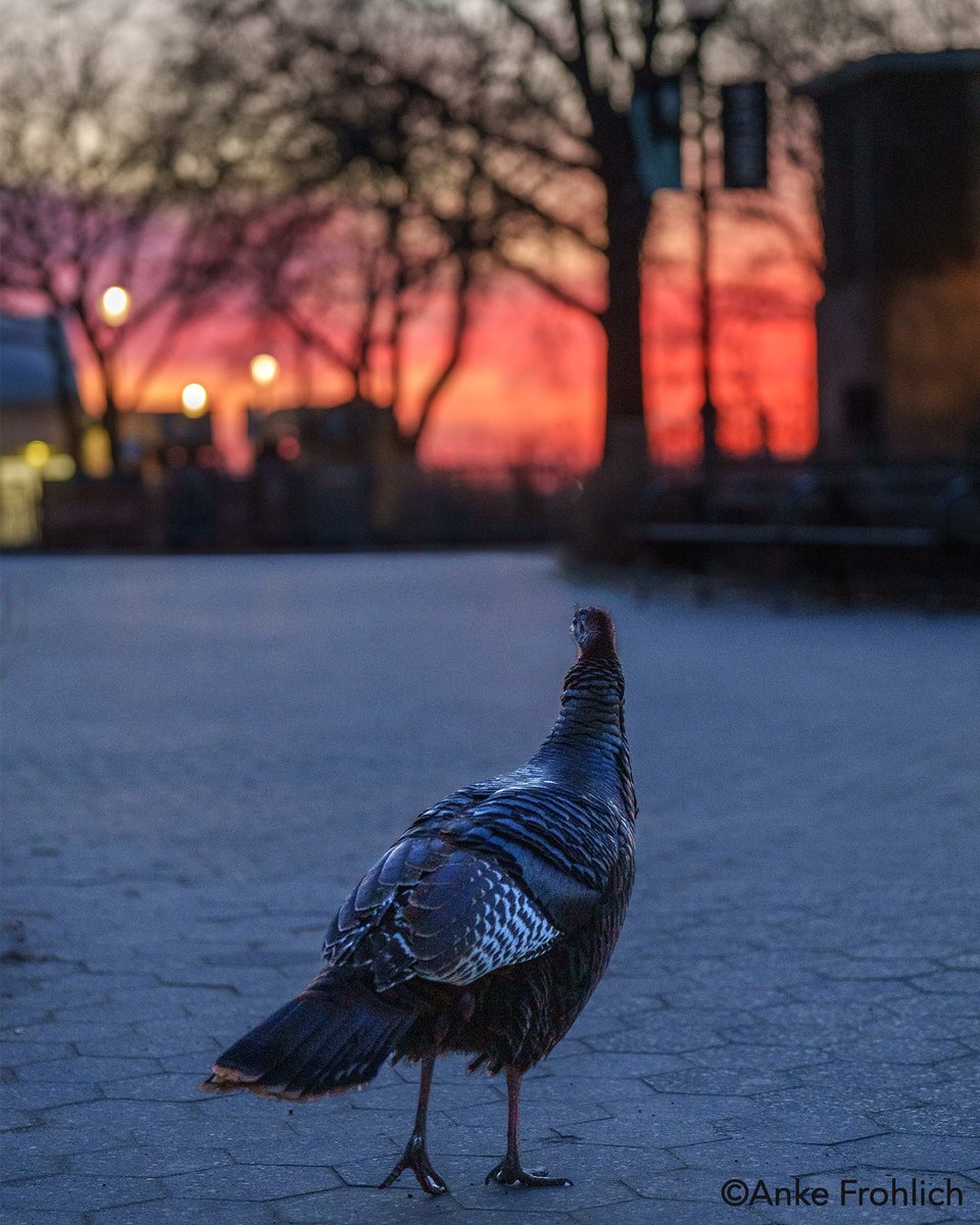 Anke Frohlich Photography tweet media