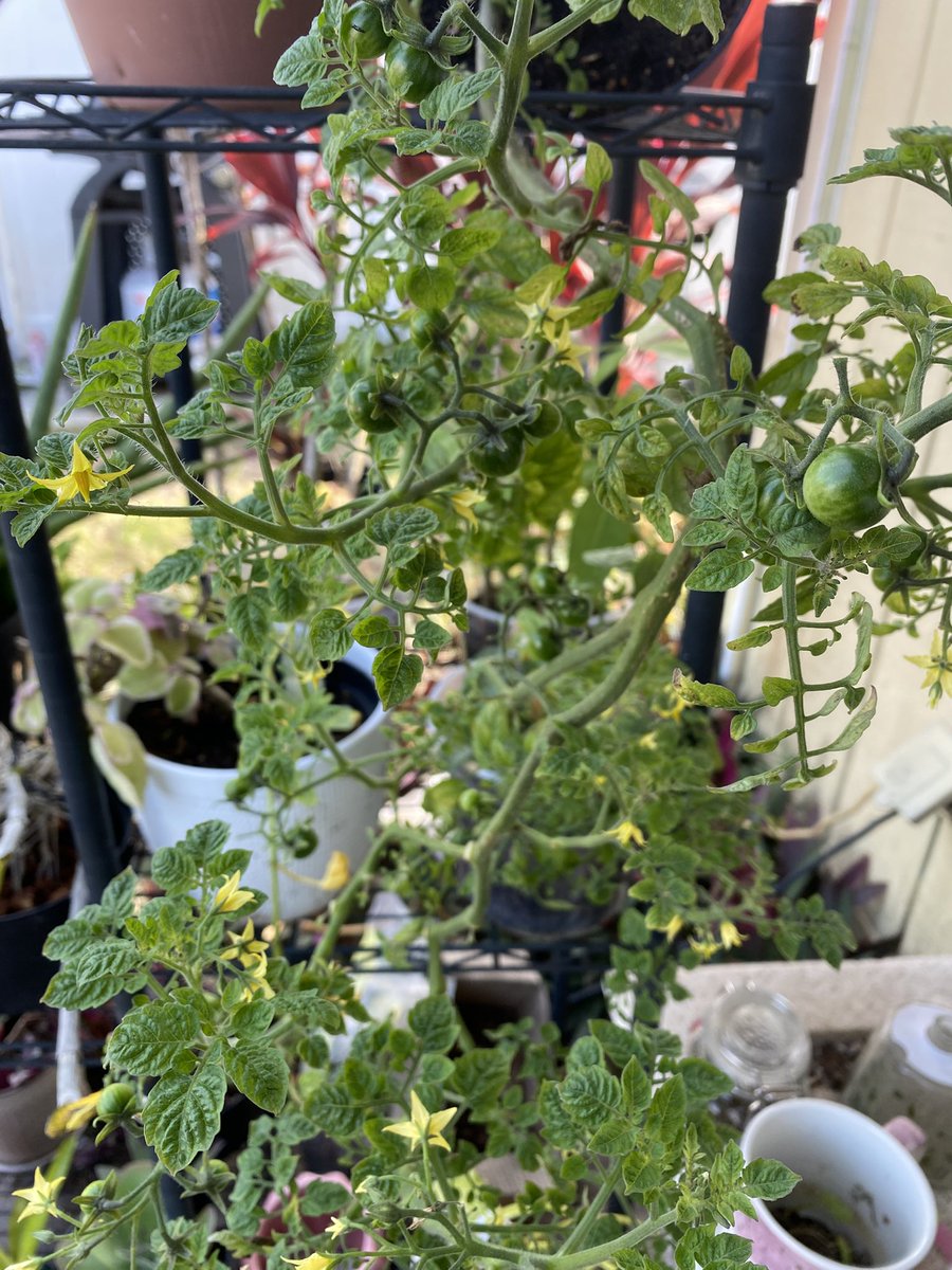 opalbonez's tweet image. the best cherry tomatoes literally ever and I’m growing them?? Amazing. I’m about to have like 40+ tomatoes that idk what to do with in like a month or so