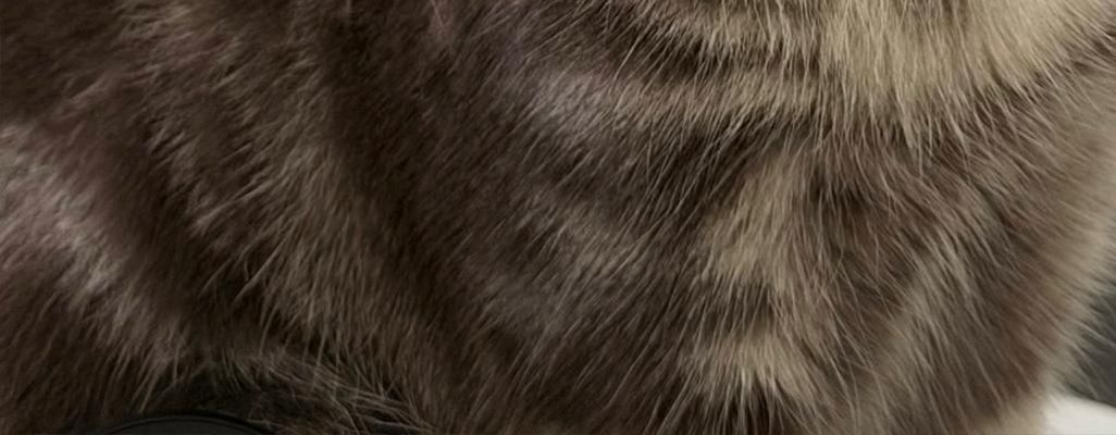 😽 Meowwwwwwwwwwwwwwwwwwwwwww