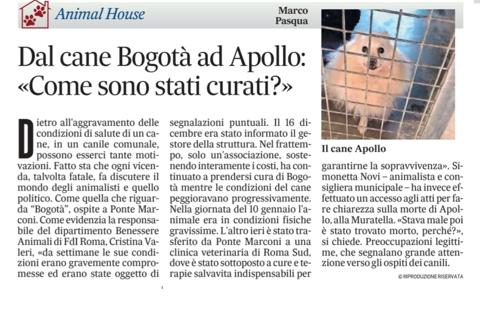 Grazie a <a href="/ilmessaggeroit/">Il Messaggero</a> che con la sua attenzione costante è il miglior alleato degli animali. Grazie di cuore: troppi i casi di cani e gatti su cui i volontari devono vigilare per garantire loro le cure sanitarie appropriate. E c'è chi ce la fa, e chi no
#canilicomunalidiroma