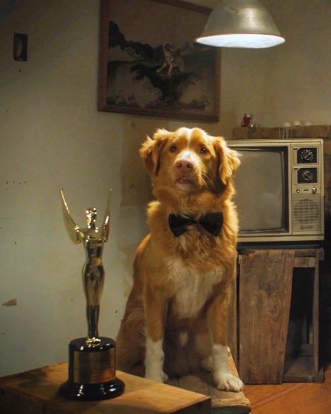 dog_rates's tweet image. This is Indy. He just made history as the first dog to win a major acting award. He won the Astra for Best Performance in a Horror or Thriller after starring in the supernatural horror Good Boy. 14/10 congrats Indy
