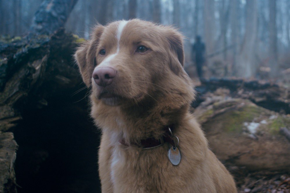 dog_rates's tweet image. This is Indy. He just made history as the first dog to win a major acting award. He won the Astra for Best Performance in a Horror or Thriller after starring in the supernatural horror Good Boy. 14/10 congrats Indy