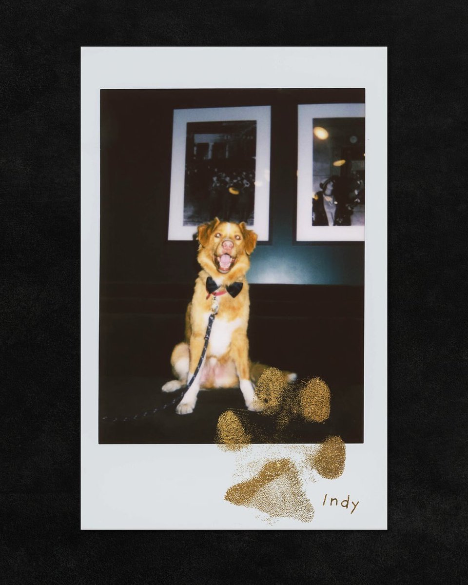 dog_rates's tweet image. This is Indy. He just made history as the first dog to win a major acting award. He won the Astra for Best Performance in a Horror or Thriller after starring in the supernatural horror Good Boy. 14/10 congrats Indy