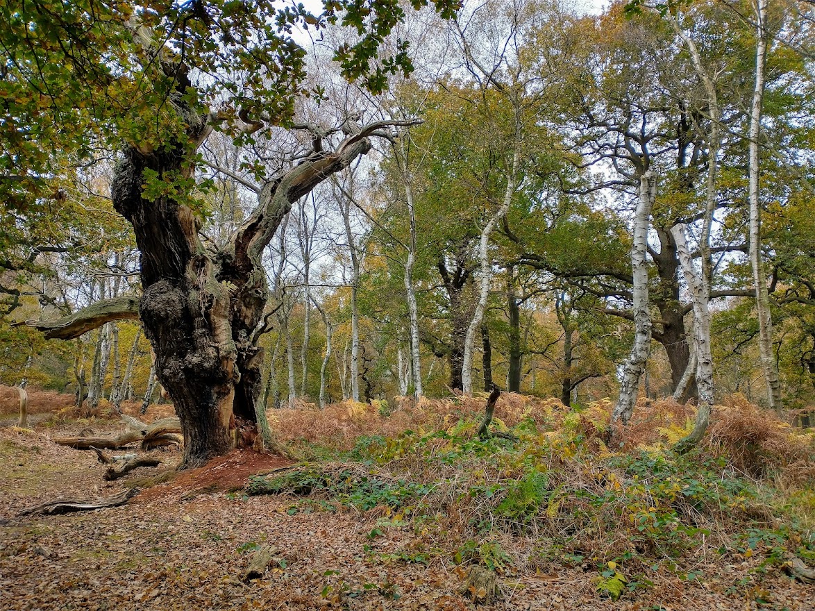 Natural England East Midlands tweet media