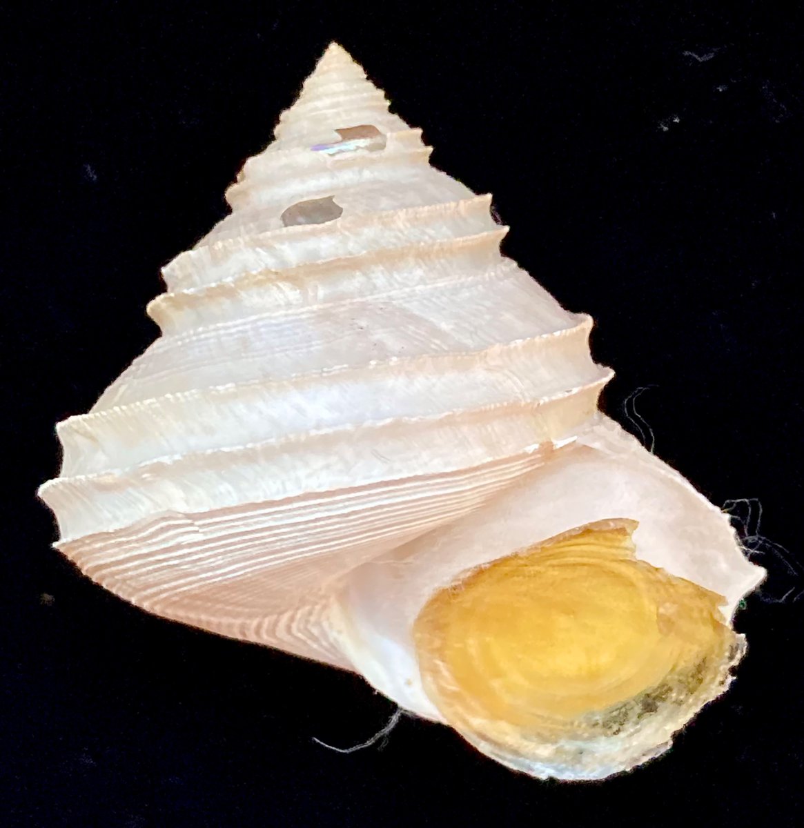 貝殻標本 イガギンエビス⑥ 貝殻標本 イガギンエビス⑥