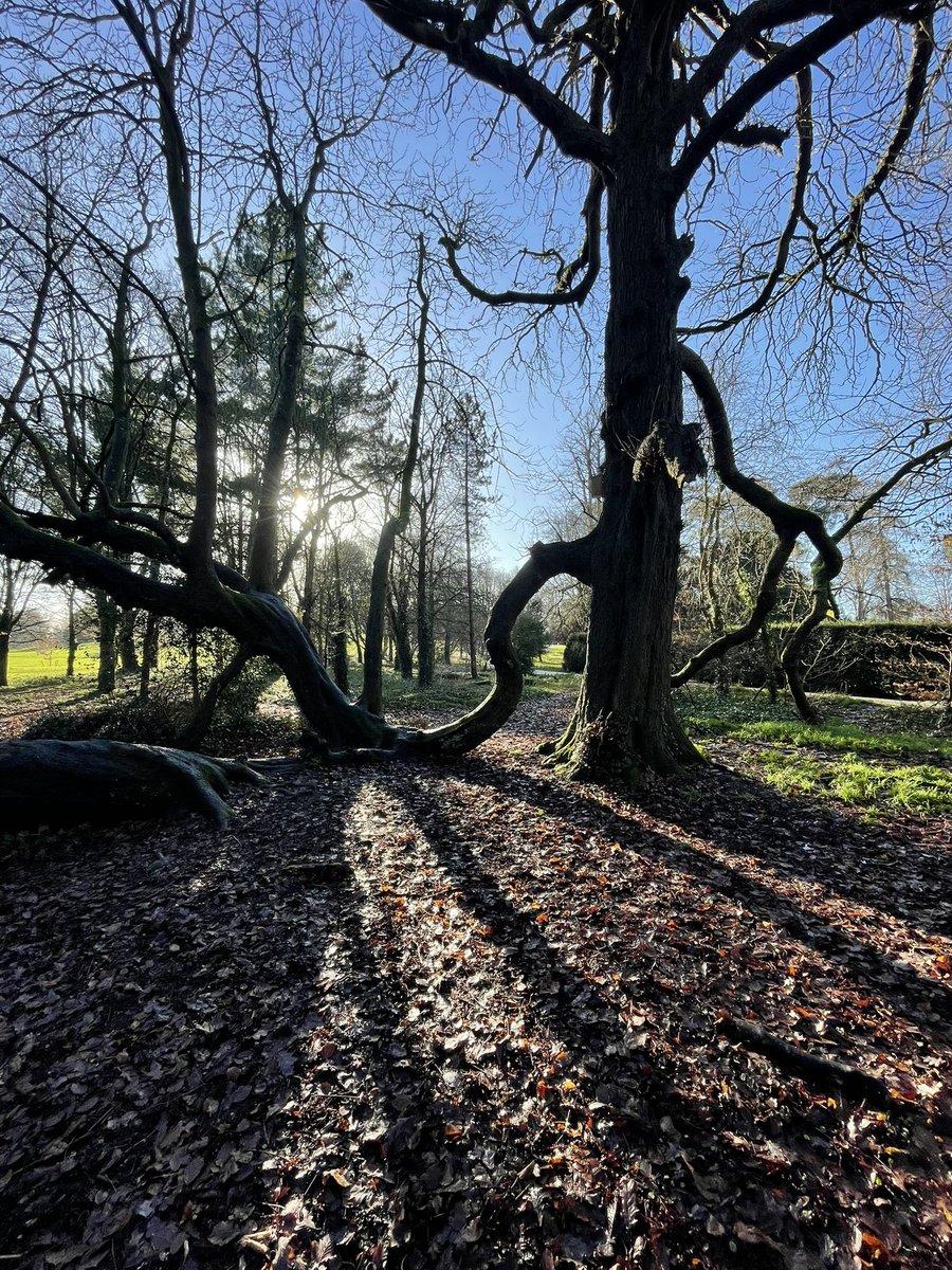 DCKC87's tweet image. A beautiful sunny #thicktrunktuesday