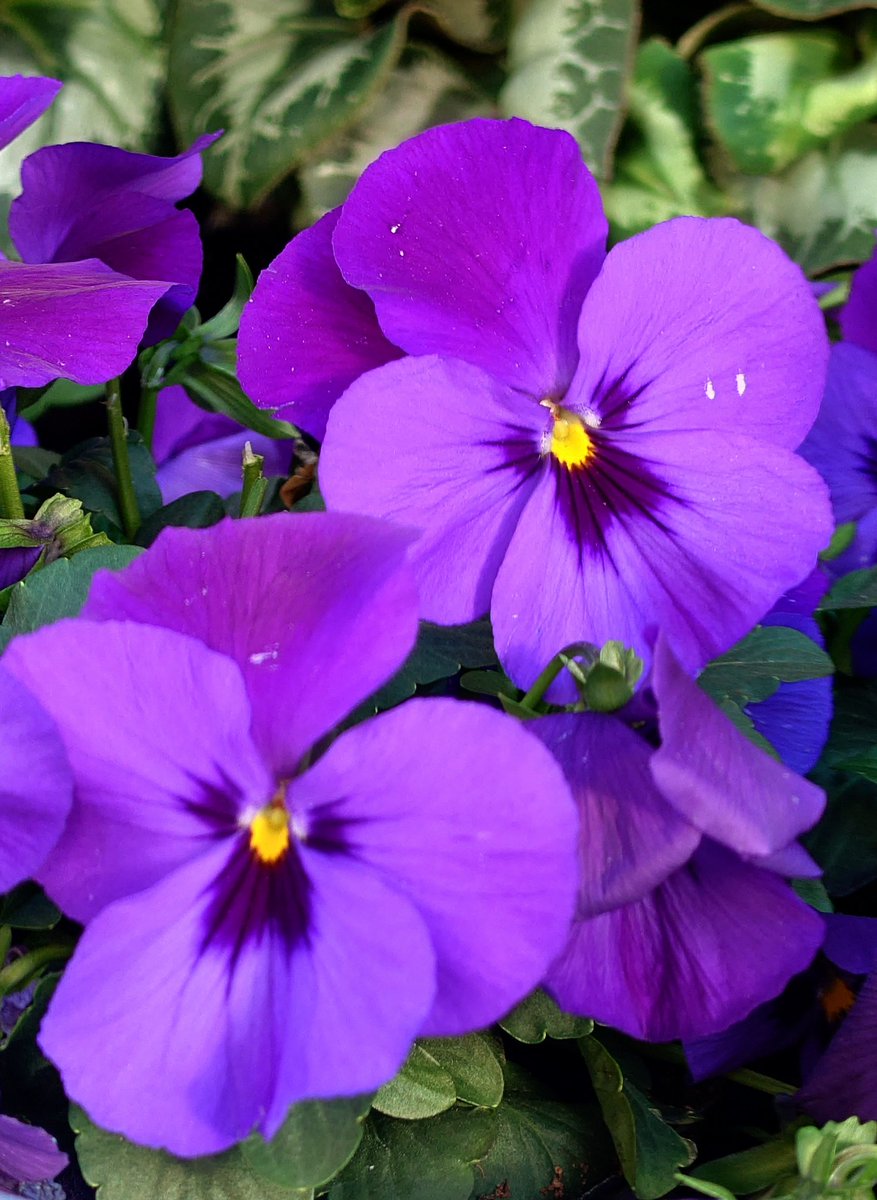 火曜日、お疲れ様でした🙇

少し前からスマホの調子がおかしくなり、もう4年以上使ってから仕方ないか。と機種変更😭
新しい機種は中々慣れないもので、やっとＸ出来るようになりました😅

明日も穏やかな1日となりますように😊

#新しいスマホ
#今日見つけたパンジー