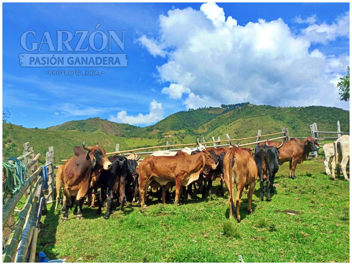 GarzonLocal's tweet image. Buenos días, amigos ganaderos.

Iniciamos este martes con el compromiso de seguir fortaleciendo nuestra ganadería.
@Fedegan @jflafaurie 
#Ganadería #CampoColombiano #OrgulloGanadero #GanaderíaSostenible #AmorPorElCampo #VidaRural