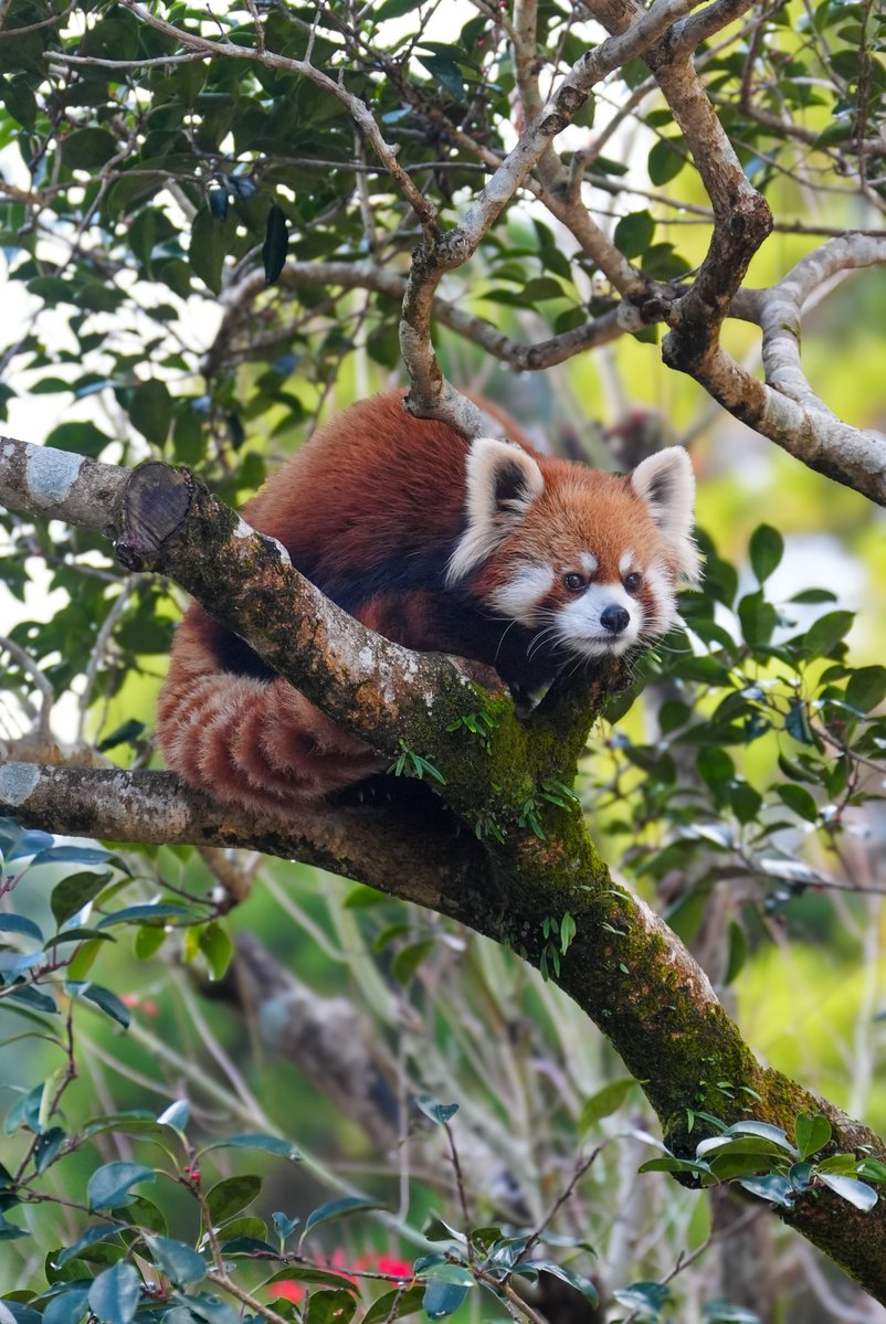 ひとりになってしまったメロディちゃん…血は争えない綺麗なお顔

#平川動物公園
#レッサーパンダ