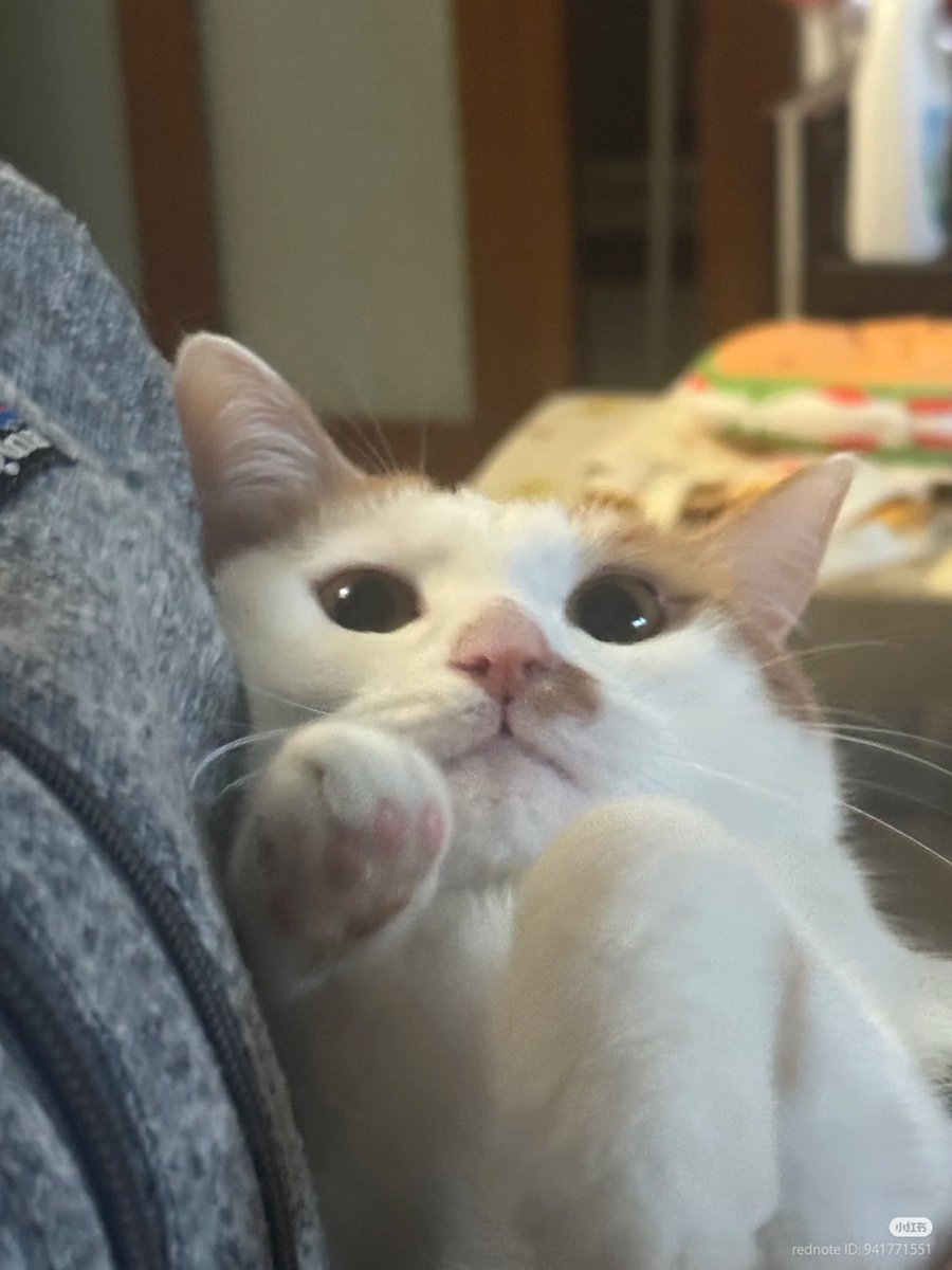 nocontextscats's tweet image. AAAAA