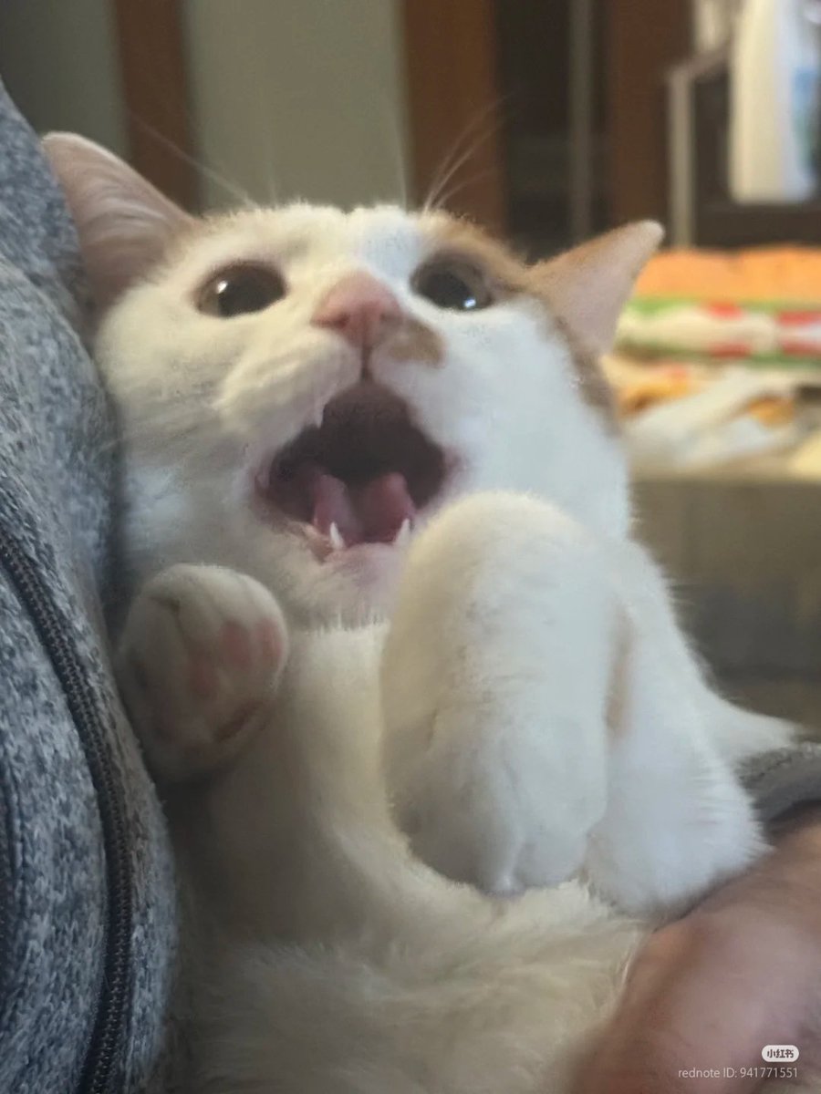 nocontextscats's tweet image. AAAAA