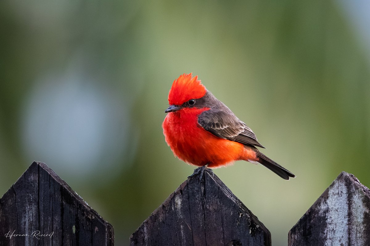 hernanriverol's tweet image. A backyard favourite....
Vermilion Flycatcher (Pyrocephalus rubinus)
Ladyville, Belize
January 2026
#BirdsofBelize #BirdsSeenIn2026 #birds #BirdsofX #birdwatching