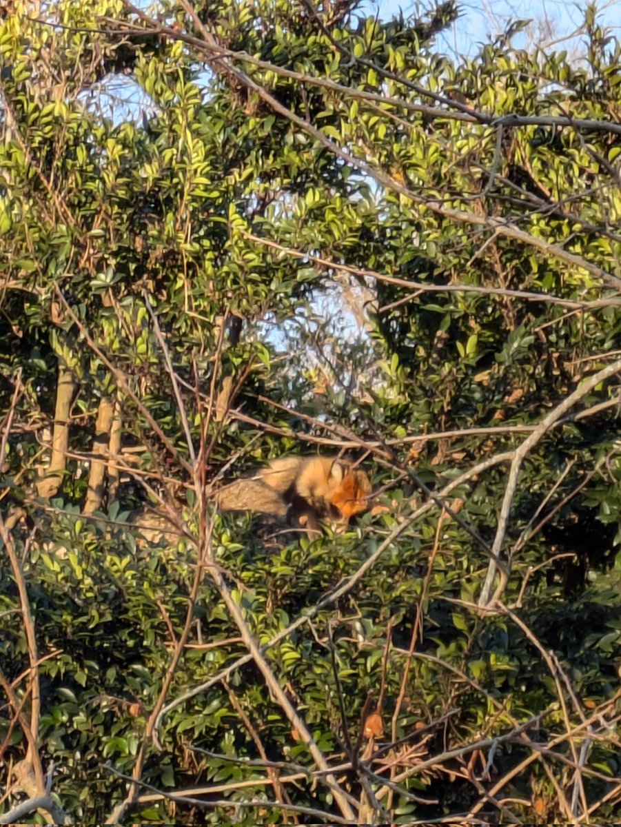 今日やっとタヌキ見れた。オレンジ色とグレーの色の2頭。まだいるの
