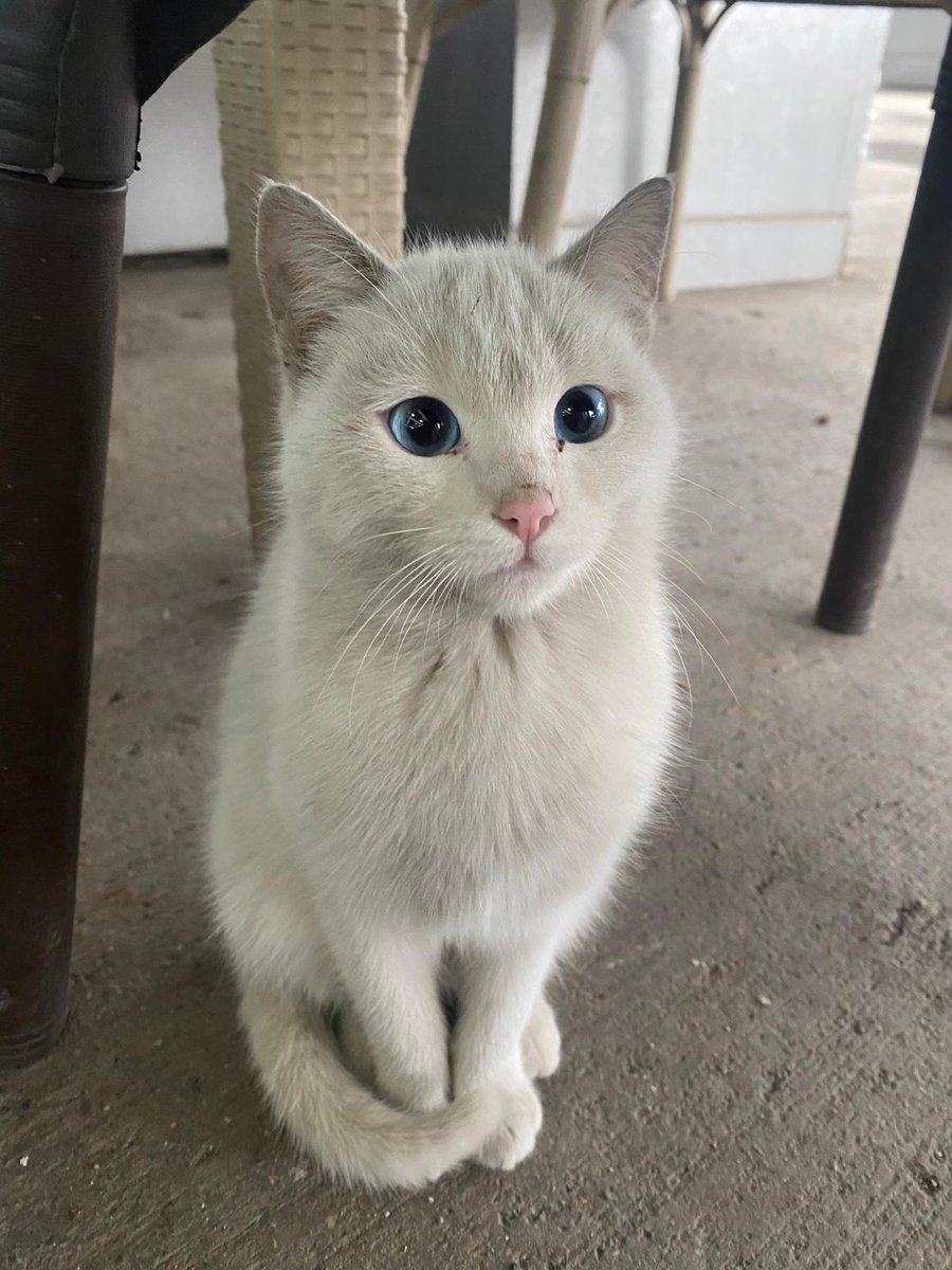 DailyTurkic's tweet image. This Turkish street cat went viral for its beauty.
