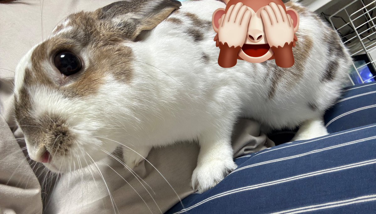 R_fall_inlove's tweet image. 무릎까지 올라와서 귤달라고 시위 중