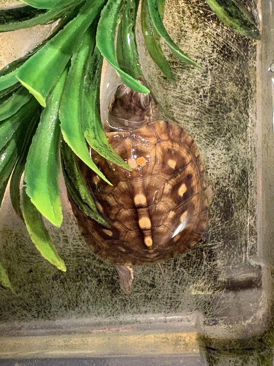 ゆっくり成長してる🐢✨

#トウブハコガメ
