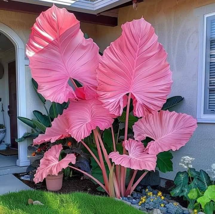 mireya starkenberg tweet media