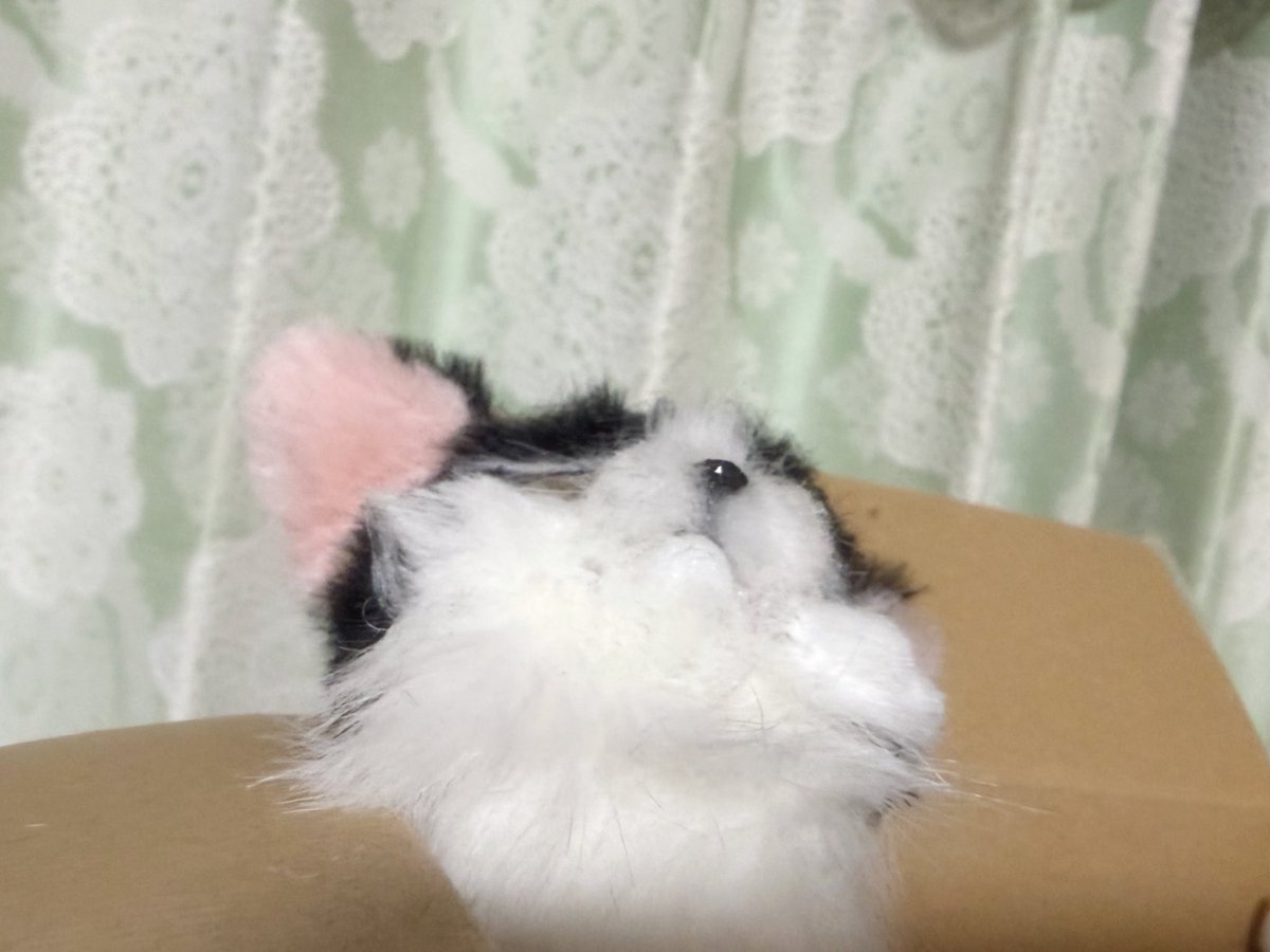 少し怒ってる感じのハチワレ猫ちゃん😊
このマズルが好きです💕

上手にできますように🙏
#アートドール