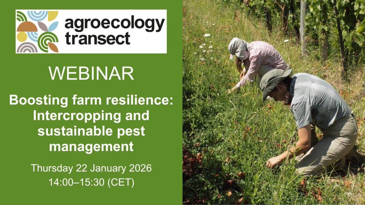 ngo_step's tweet photo. @ag_transect 1st webinar for 2026! Diversified cropping systems and ecological pest control strategies can help farmers adapt to climate change, protect biodiversity, and strengthen the socio-economic resilience of farming systems. 
➡️Regester here: https://t.co/3FepS1cGES https://t.co/DE3IbQDvUD