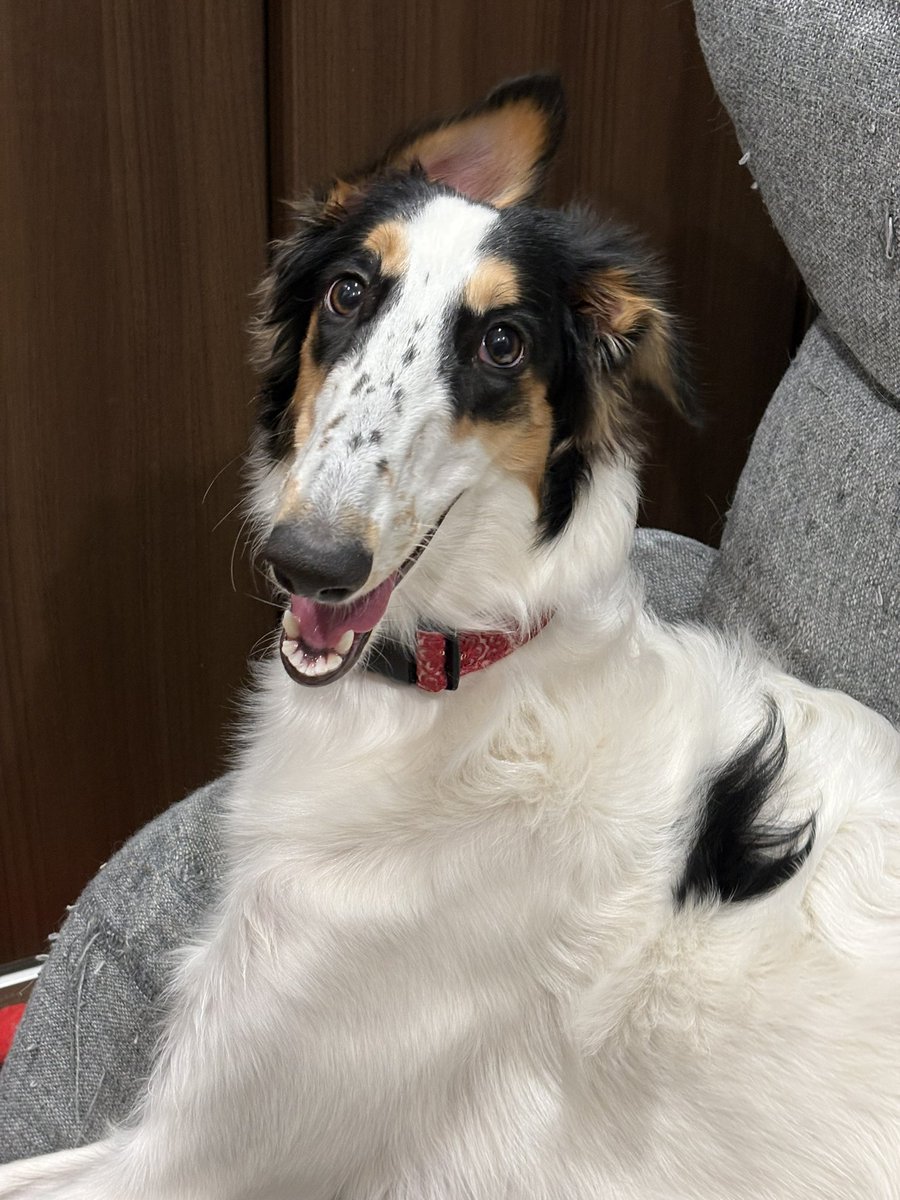 「ボルゾイ」に見つめられる毎日 ボルゾイ