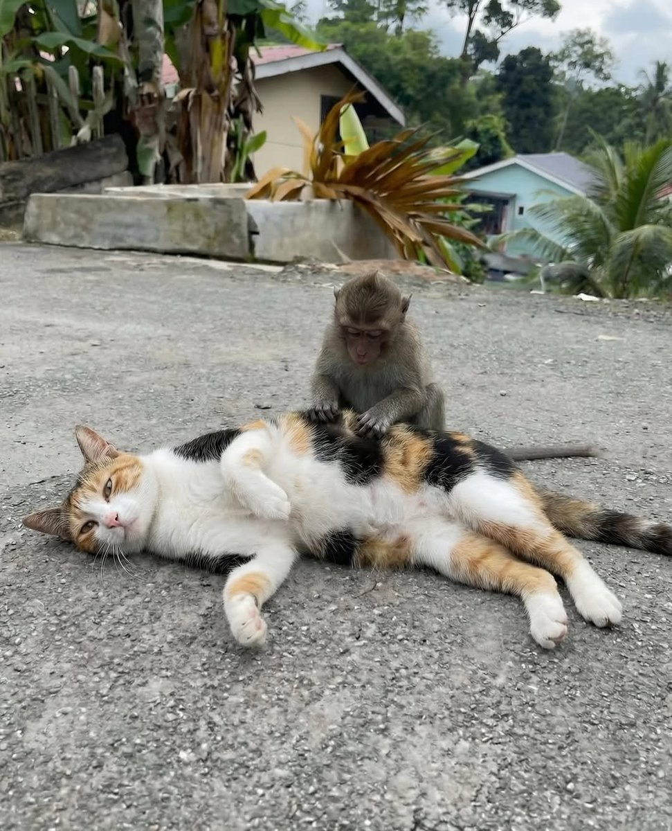 catsareblessing's tweet image. AN UNEXPECTED FRIENDSHIP BETWEEN A MONKEY AND A CAT!