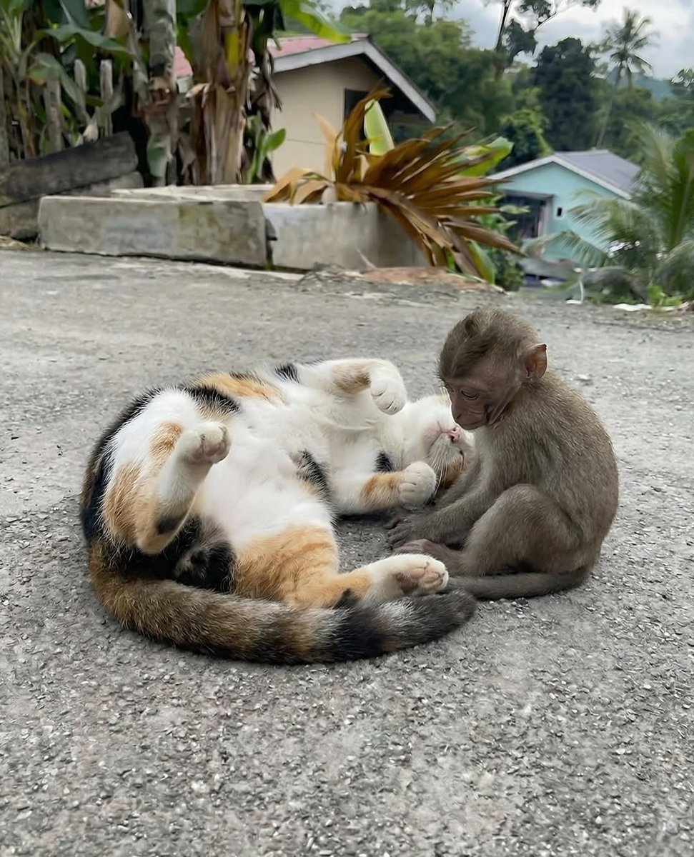 catsareblessing's tweet image. AN UNEXPECTED FRIENDSHIP BETWEEN A MONKEY AND A CAT!