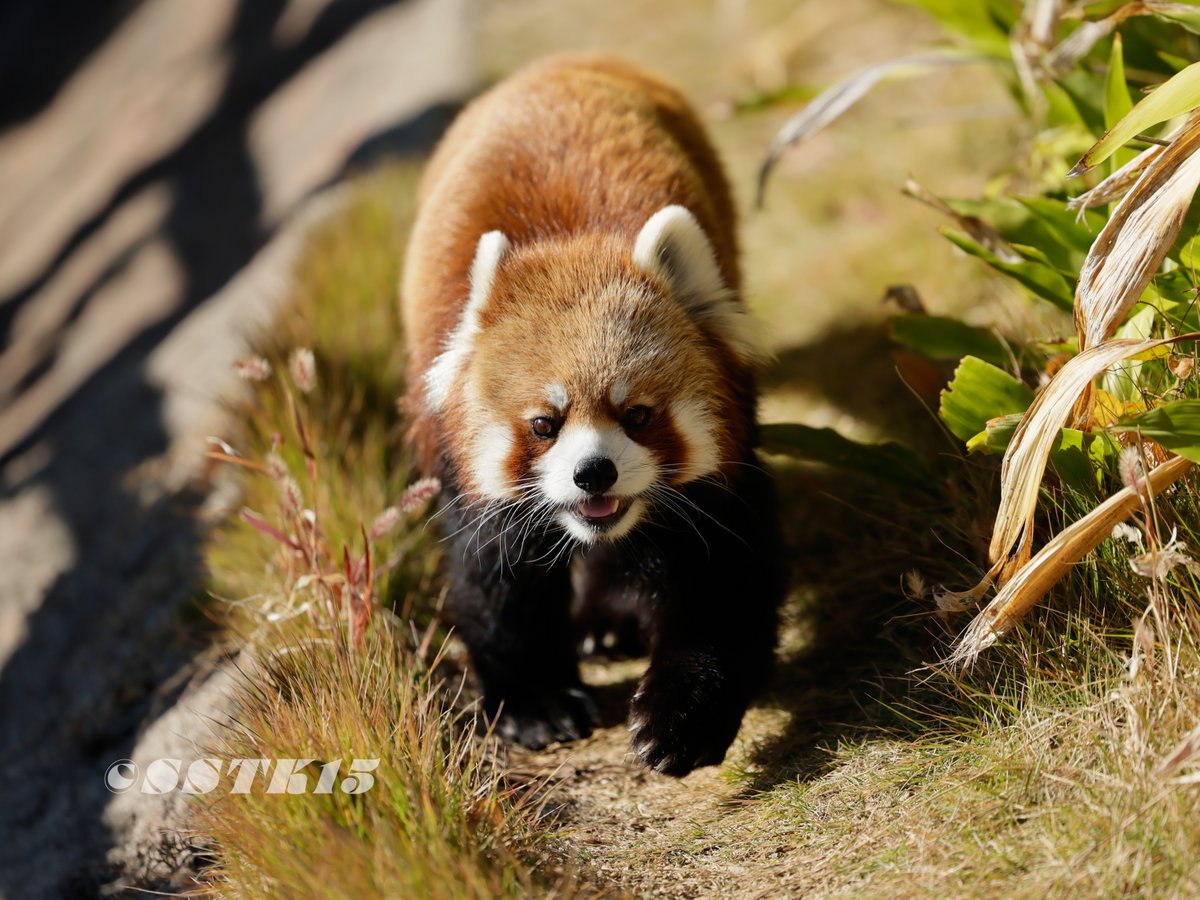 世界一可愛い
#王子動物園
#レッサーパンダ 
#ジャズ