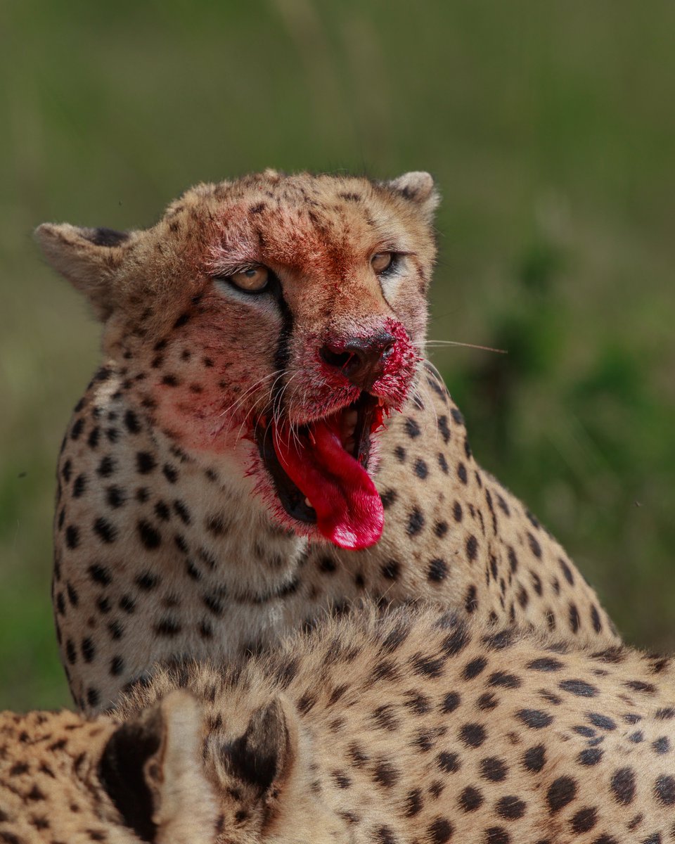 Tapan Sheth tweet media