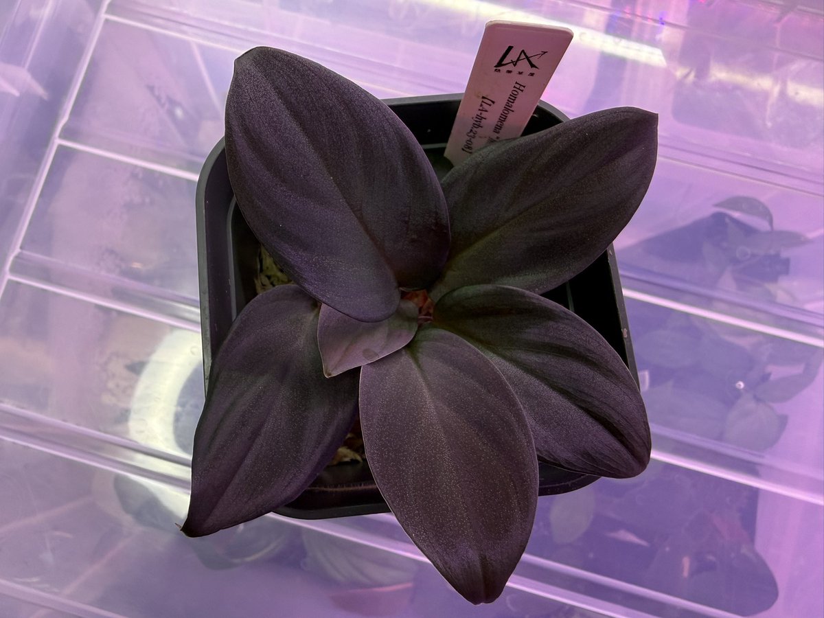 超希少❗️アグラオネマゴールデンドラゴン新葉展開中✨️ 超希少❗️アグラオネマゴールデンドラゴン新芽付✨️ 超希少